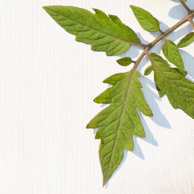 Tomato Leaf Accord