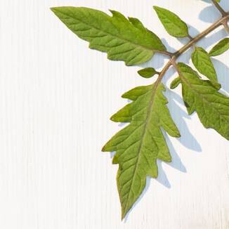 Tomato Leaf Accord