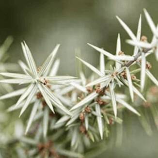 Juniper Wood Image