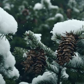 Pine Needles Image