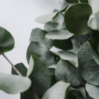 Eucalyptus Image