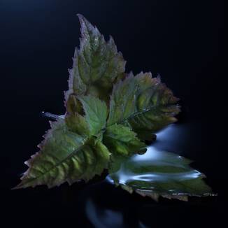 Ingredient Image