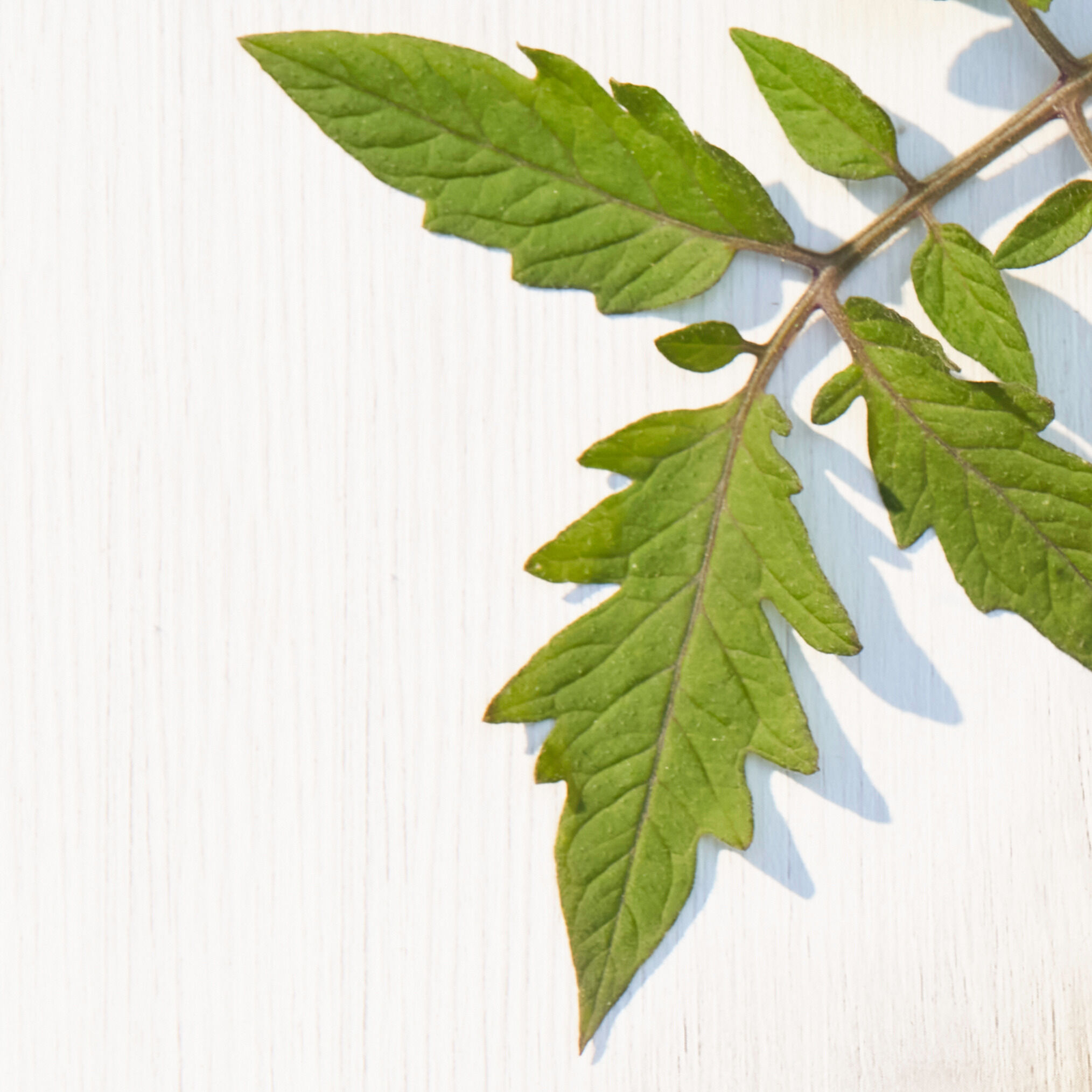Tomato Leaf Accord