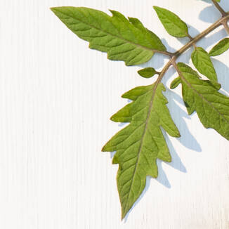 Tomato Leaf Accord